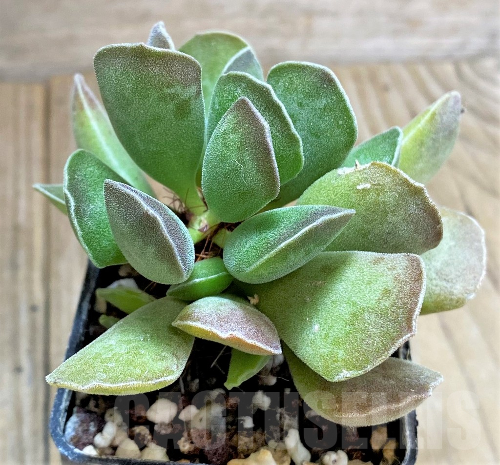 SHPR34847 Adromischus cooperi x cristatus