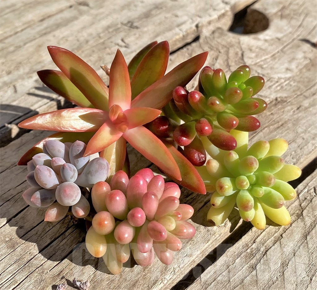 SL34901 Succulents mix, cuted