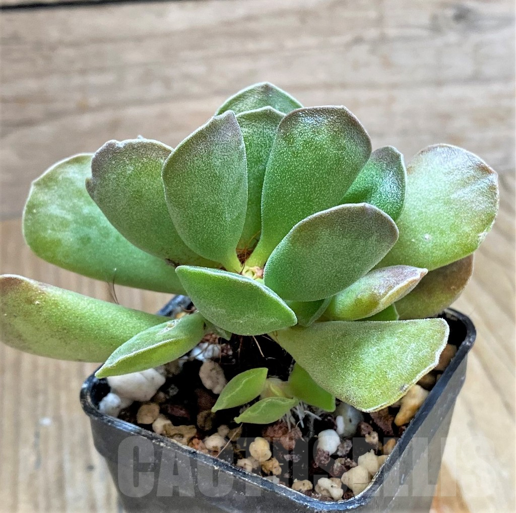 SHPR34847 Adromischus cooperi x cristatus - Image 3