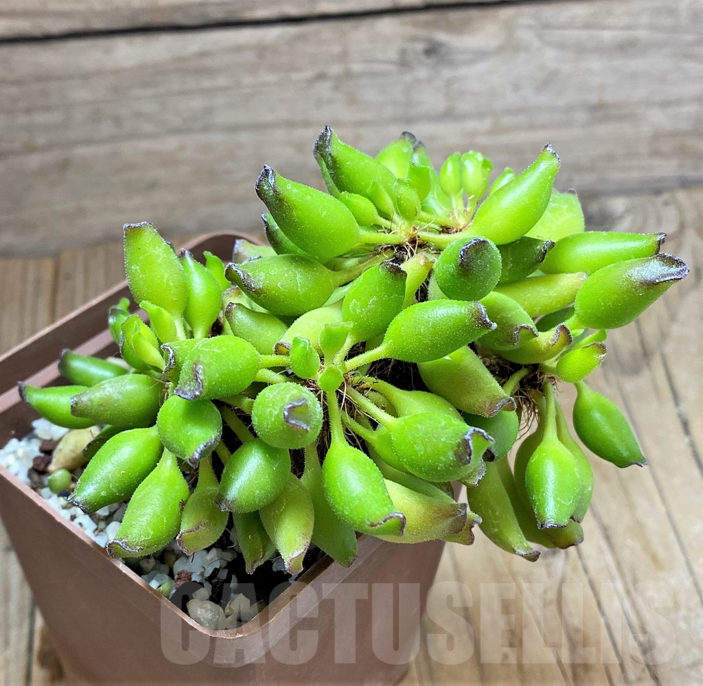 SHPR34848 Adromischus cristatus -Kleinpoort- - immagine 2