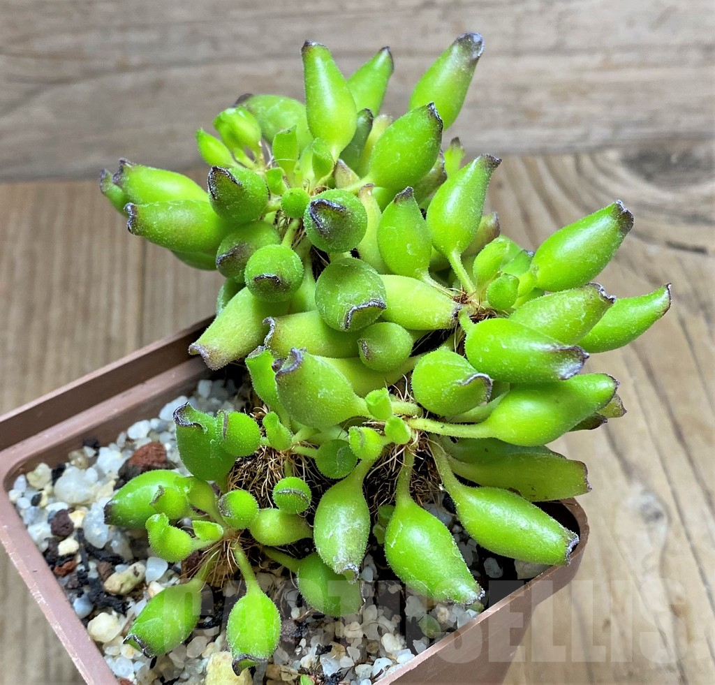 SHPR34848 Adromischus cristatus -Kleinpoort-