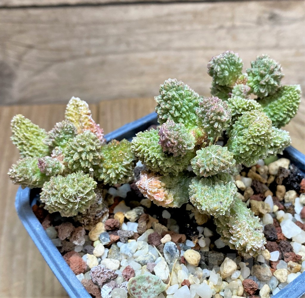 SHPR34849 Adromischus marianiae v. herrei - Image 2