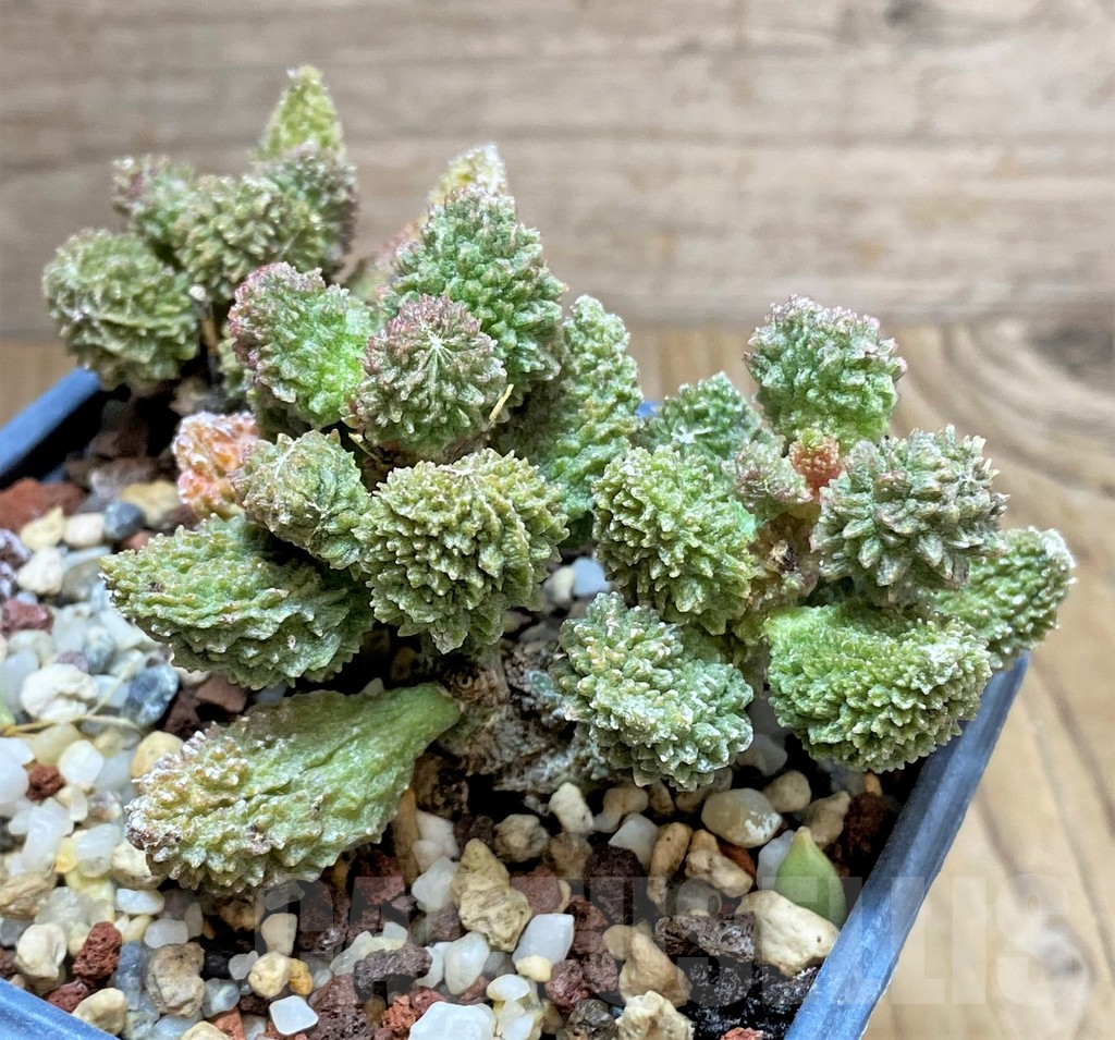 SHPR34849 Adromischus marianiae v. herrei