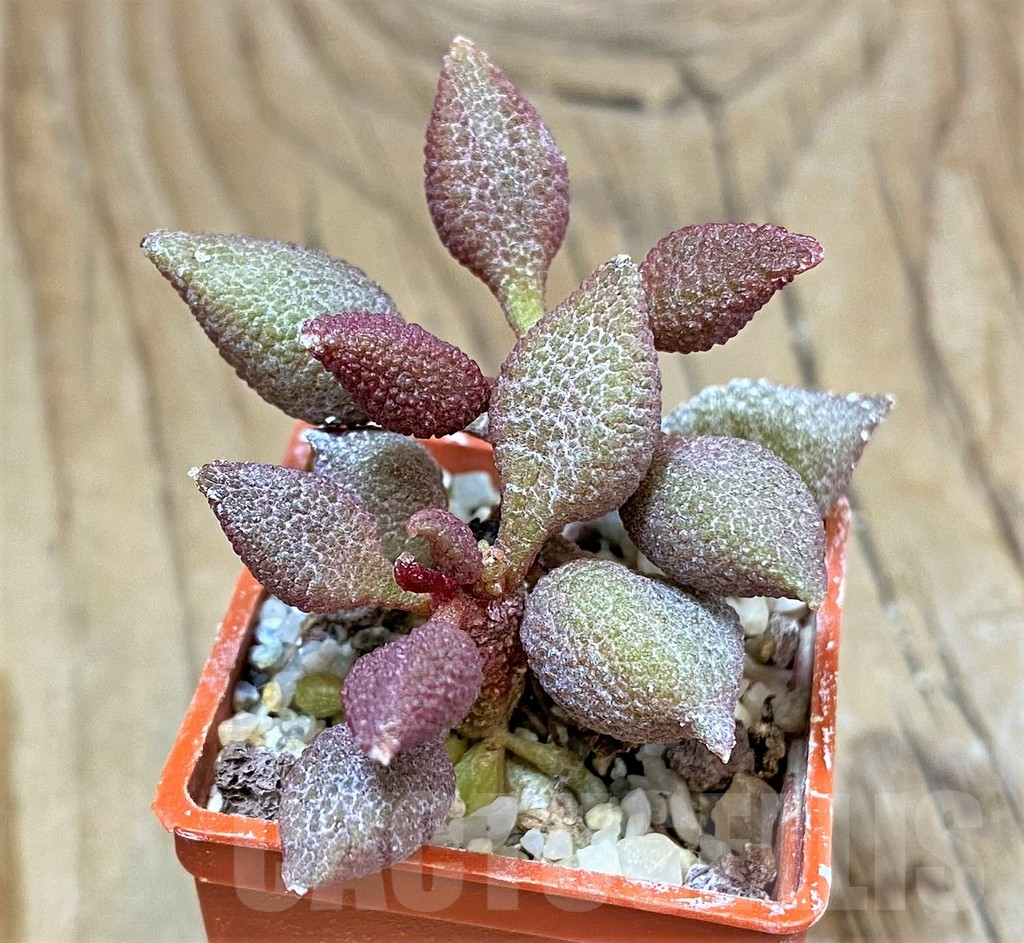 SHPR34860 Adromischus marianiae