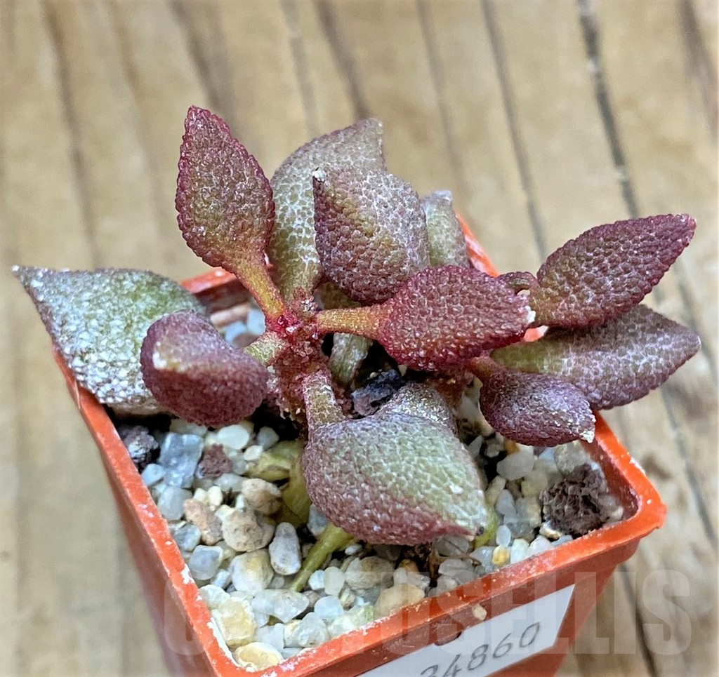 SHPR34860 Adromischus marianiae - Imagen 2