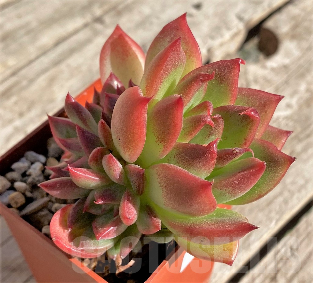 SHPR34869 Echeveria ‘Floreana’