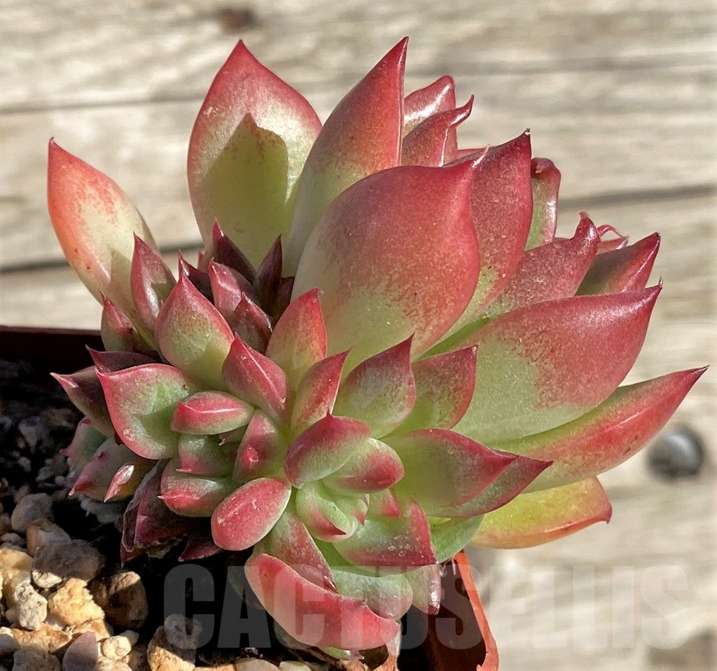 SHPR34869 Echeveria ‘Floreana’ - Image 2