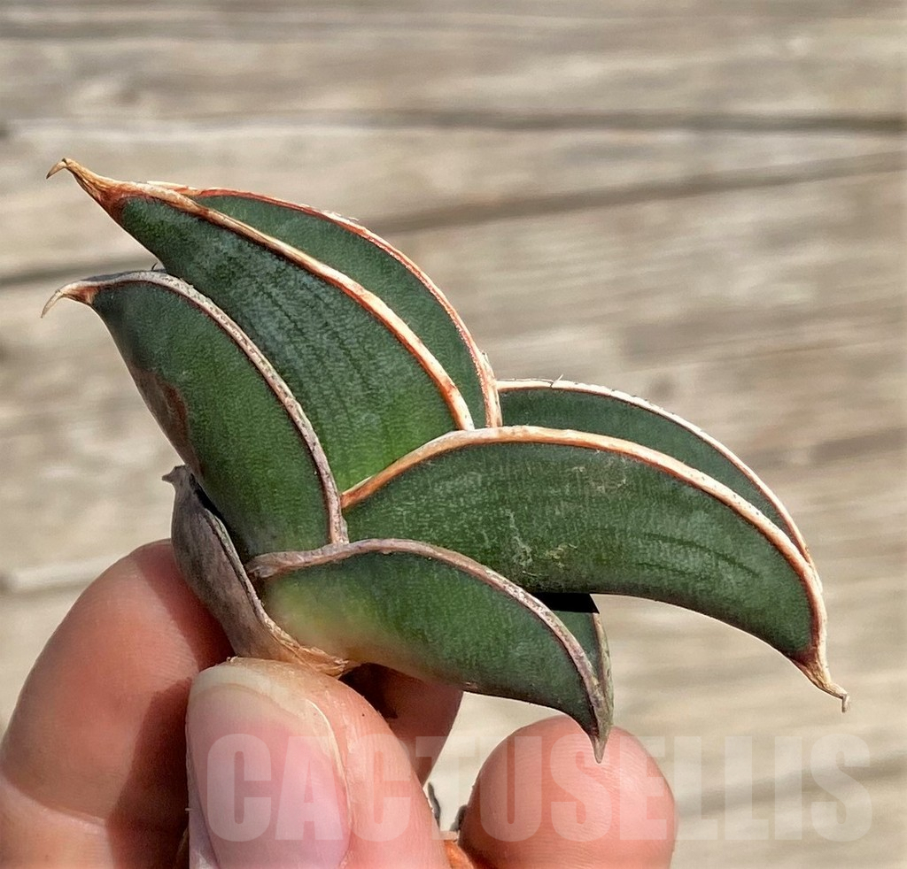 SHPR35323 Sansevieria 'Rorida' - Image 2