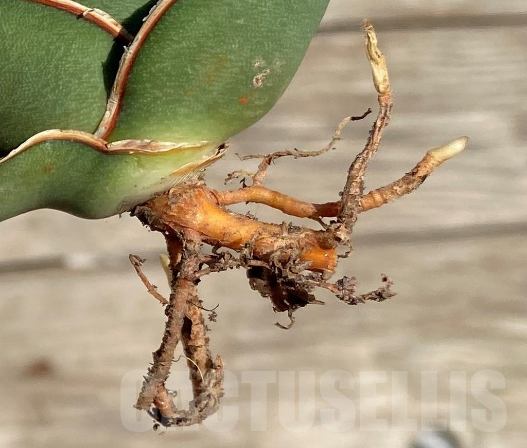 SHPR35324 Sansevieria 'Banana' - Image 3