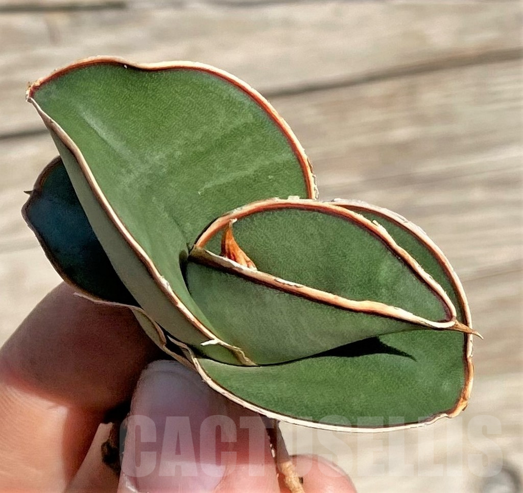 SHPR35324 Sansevieria 'Banana'