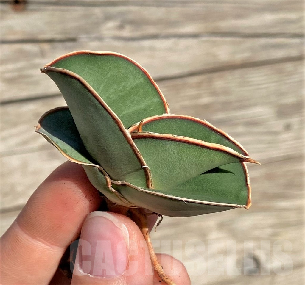 SHPR35324 Sansevieria 'Banana' - Image 2