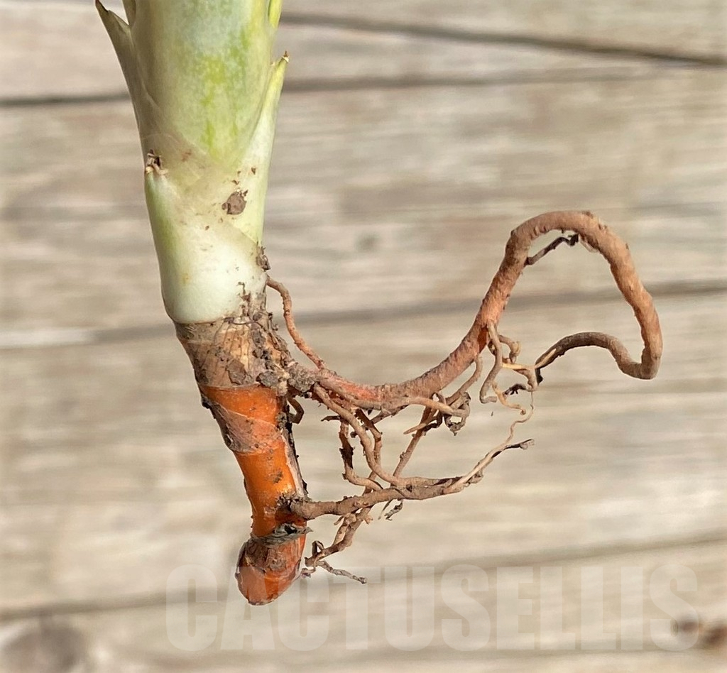 SHPR35321 Sansevieria ‘Siam Gold’ - Image 2