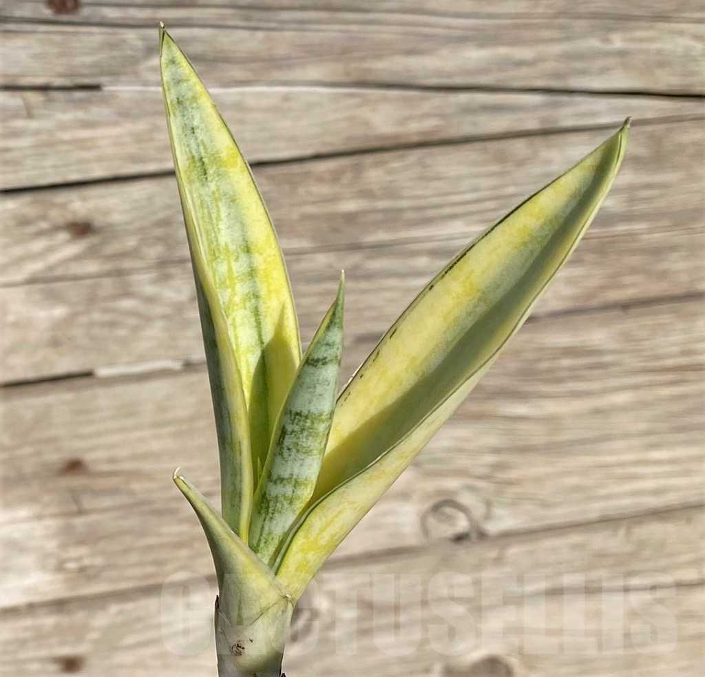 SHPR35321 Sansevieria ‘Siam Gold’