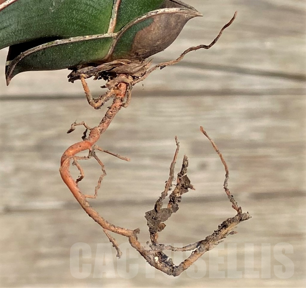 SHPR35323 Sansevieria 'Rorida' - Image 4