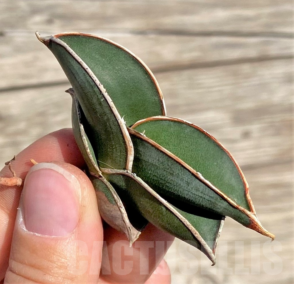 SHPR35323 Sansevieria 'Rorida'
