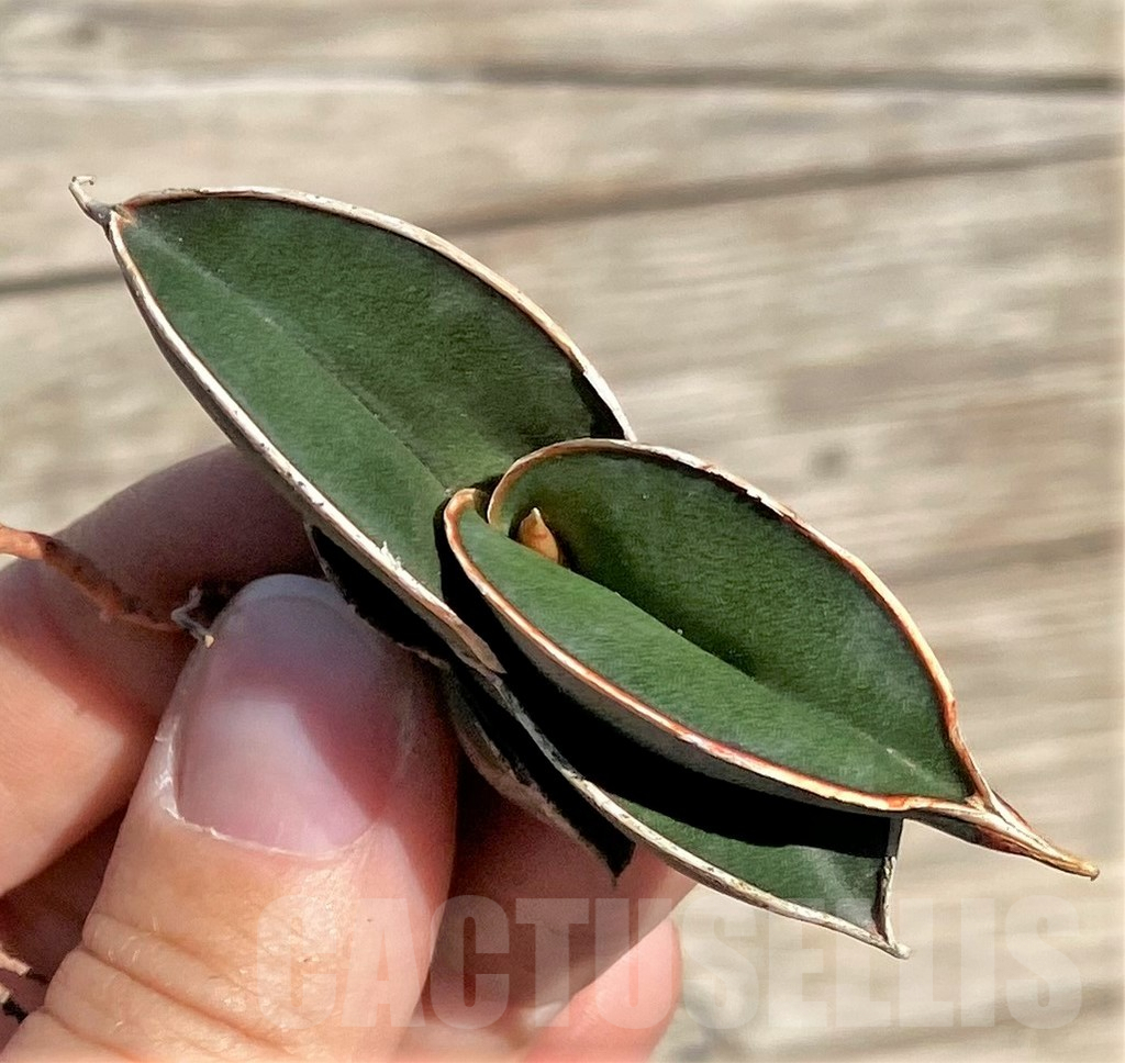 SHPR35323 Sansevieria 'Rorida' - Image 3