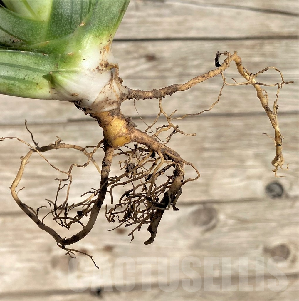 SHPR35287 Sansevieria 'Fat man' - Image 4