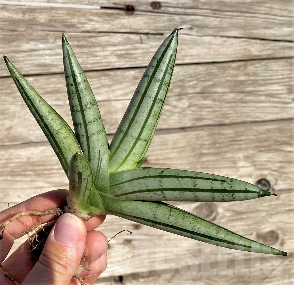 SHPR35287 Sansevieria 'Fat man'