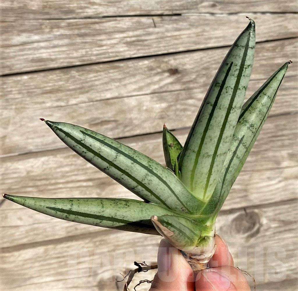 SHPR35287 Sansevieria 'Fat man' - Image 2