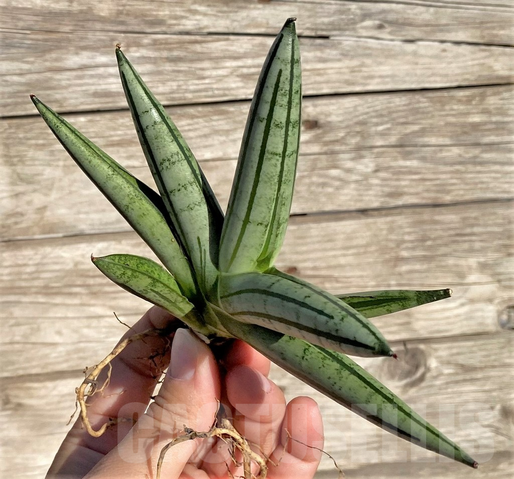 SHPR35287 Sansevieria 'Fat man' - Image 3