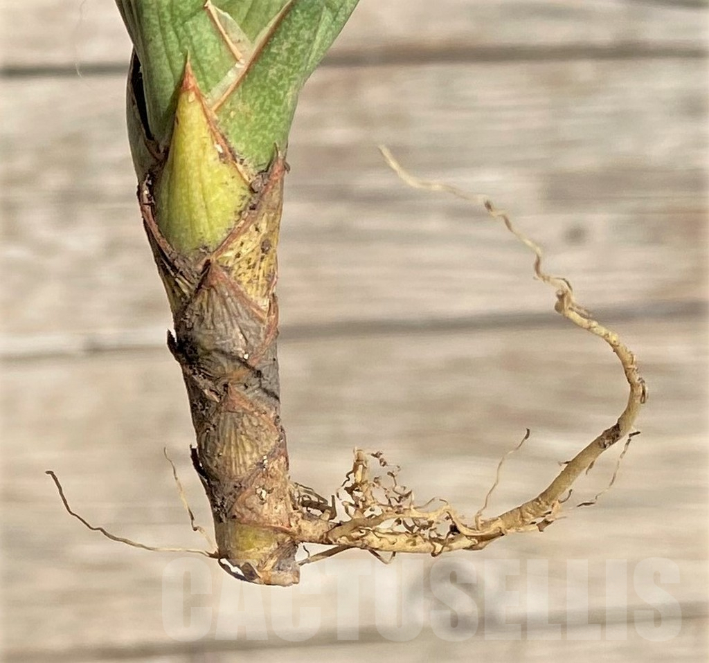 SHPR35308 Sansevieria ‘Francisii’ f. variegata - Image 3