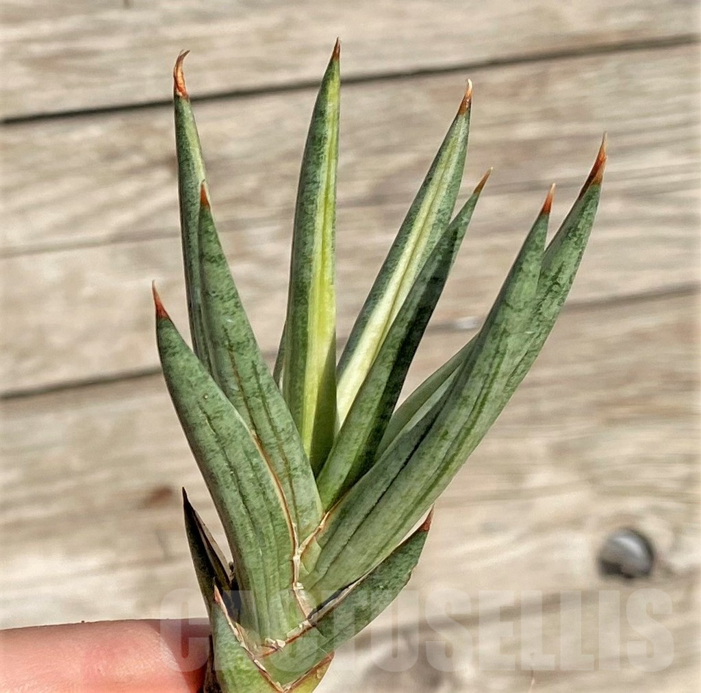 SHPR35308 Sansevieria ‘Francisii’ f. variegata - Image 2