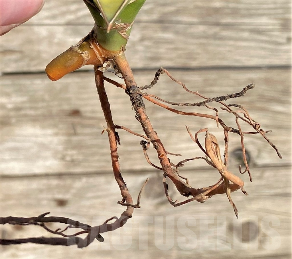 SHPR35291 Sansevieria Lav 23251 – Image 2