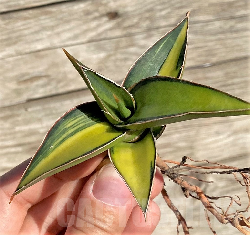 SHPR35291 Sansevieria Lav 23251