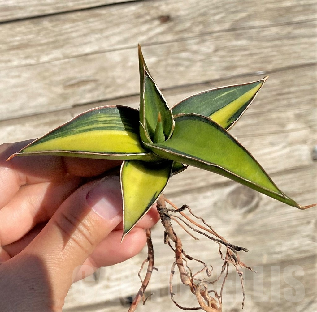SHPR35291 Sansevieria Lav 23251 – Image 3