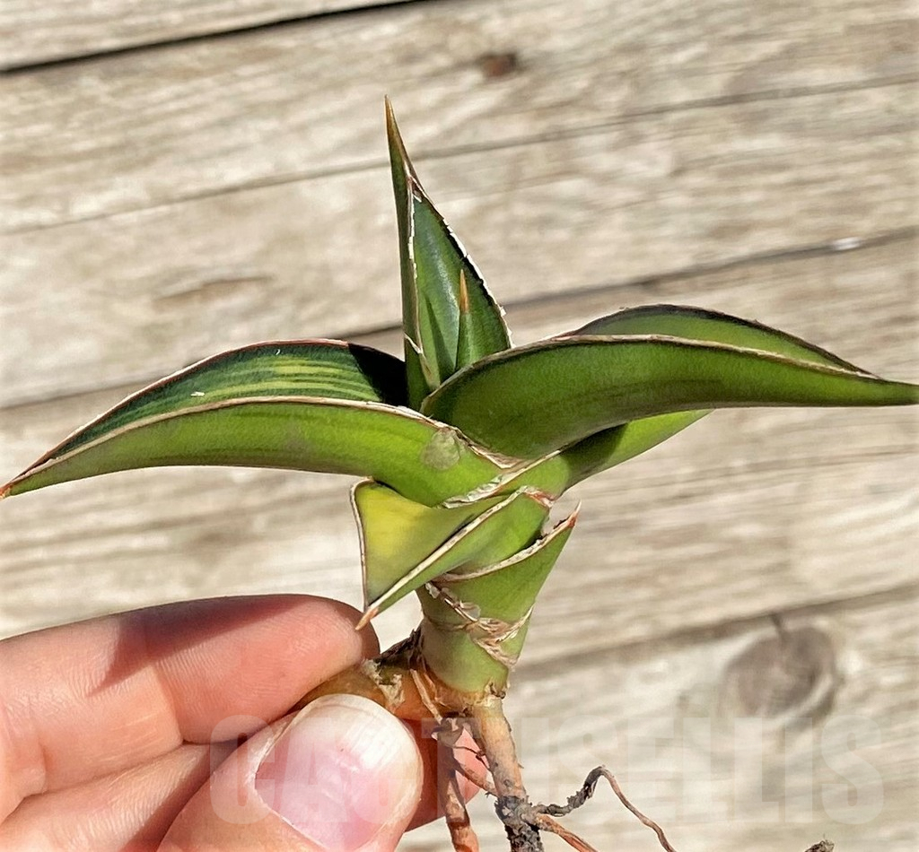 SHPR35291 Sansevieria Lav 23251 – Image 4