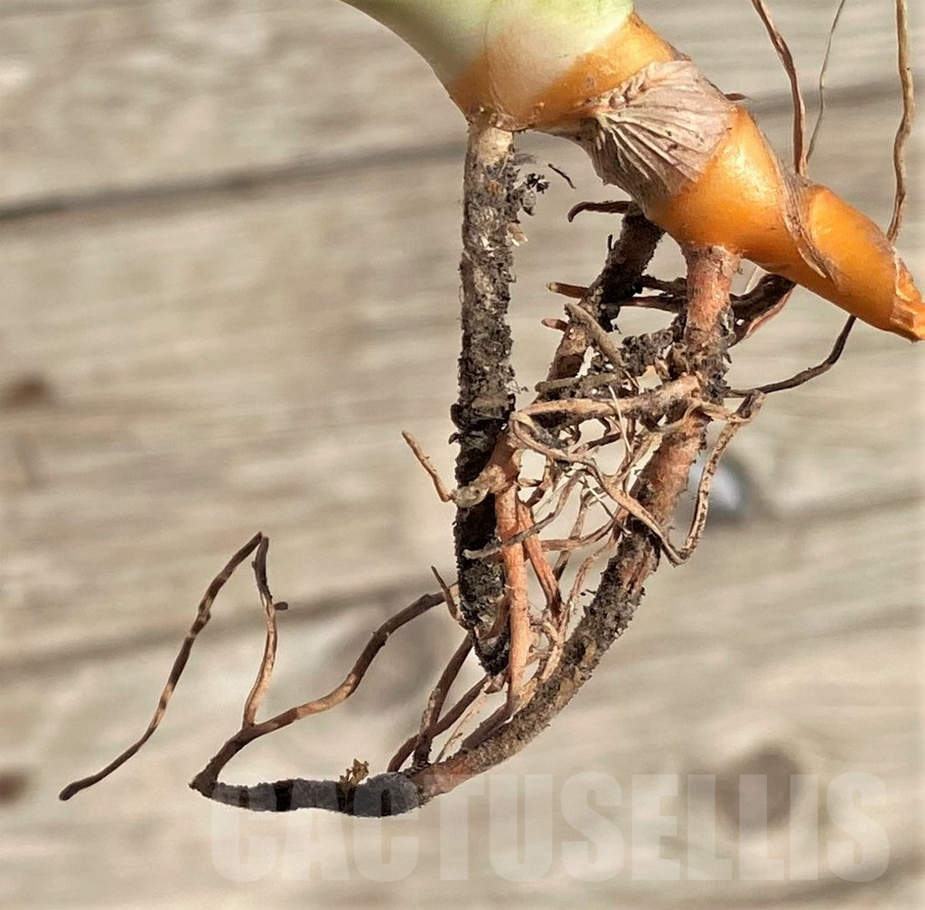 SHPR35292 Sansevieria Lav 23251 – Image 4