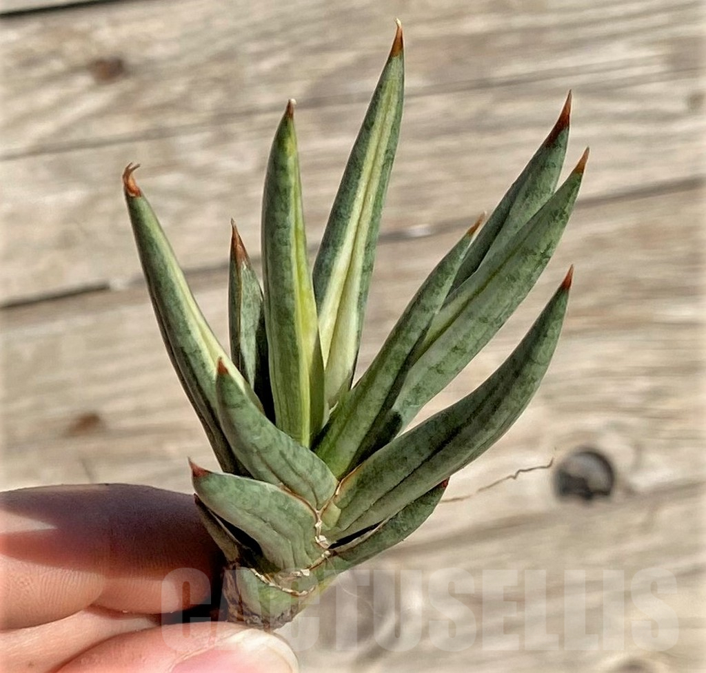 SHPR35308 Sansevieria ‘Francisii’ f. variegata