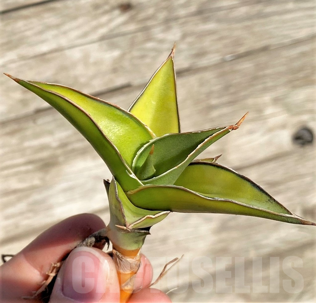 SHPR35292 Sansevieria Lav 23251 – Image 2