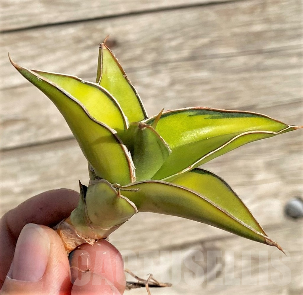 SHPR35292 Sansevieria Lav 23251 – Image 3