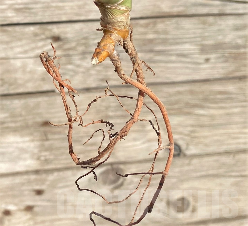 SHPR35293 Sansevieria Lav 23251 – Image 3