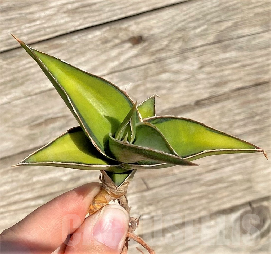 SHPR35293 Sansevieria Lav 23251 – Image 2