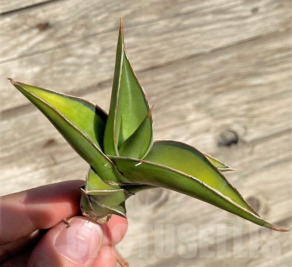 SHPR35293 Sansevieria Lav 23251