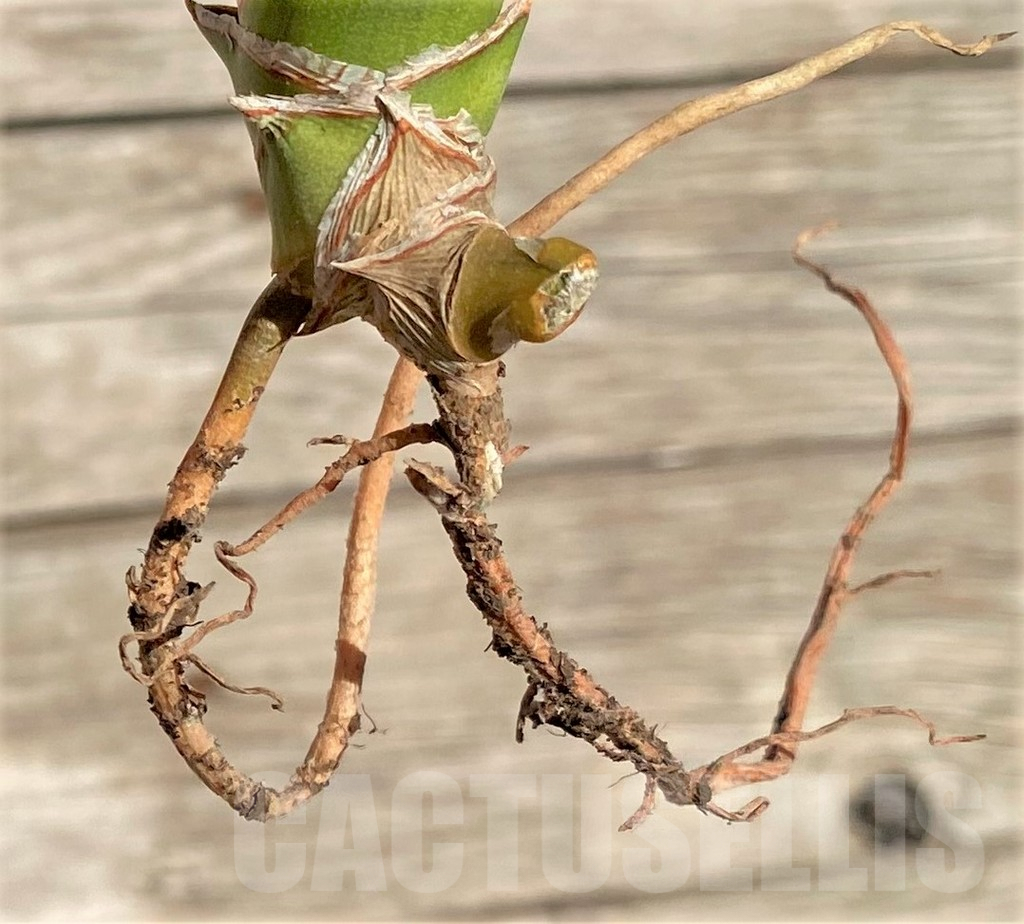 SHPR35294 Sansevieria Lav 23251 – Image 2