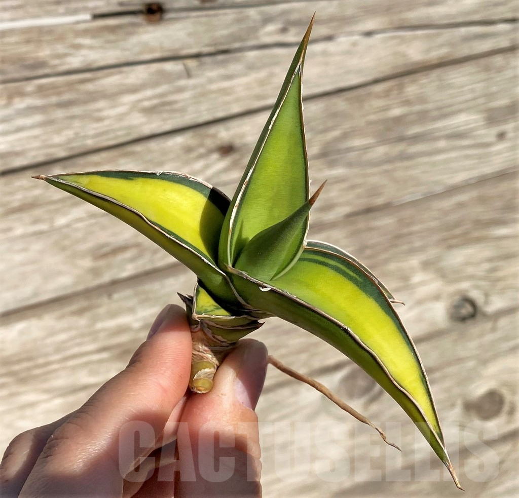 SHPR35294 Sansevieria Lav 23251 – Image 3