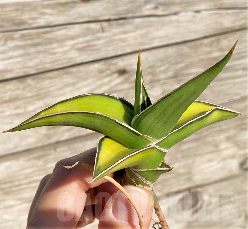 SHPR35294 Sansevieria Lav 23251 – Image 4