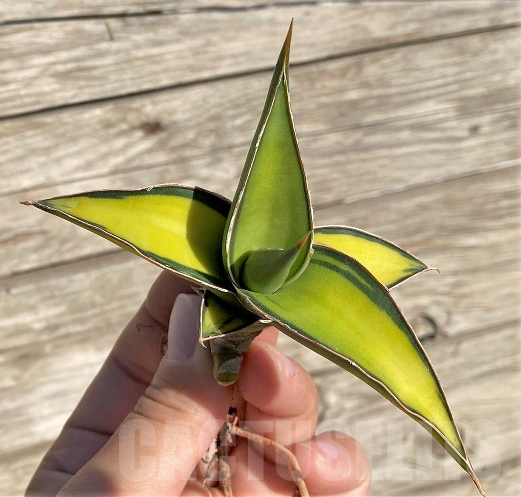 SHPR35294 Sansevieria Lav 23251