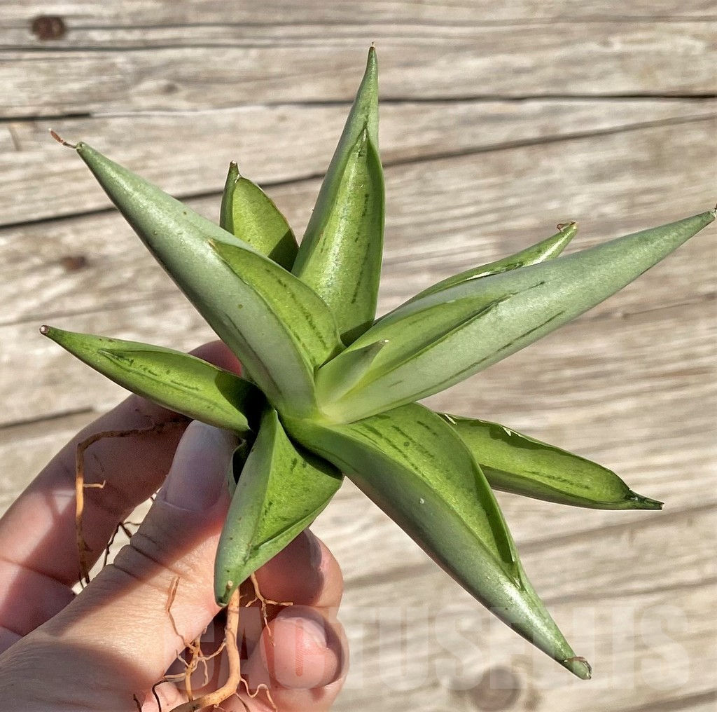 SHPR35295 Sansevieria 'Chanin'