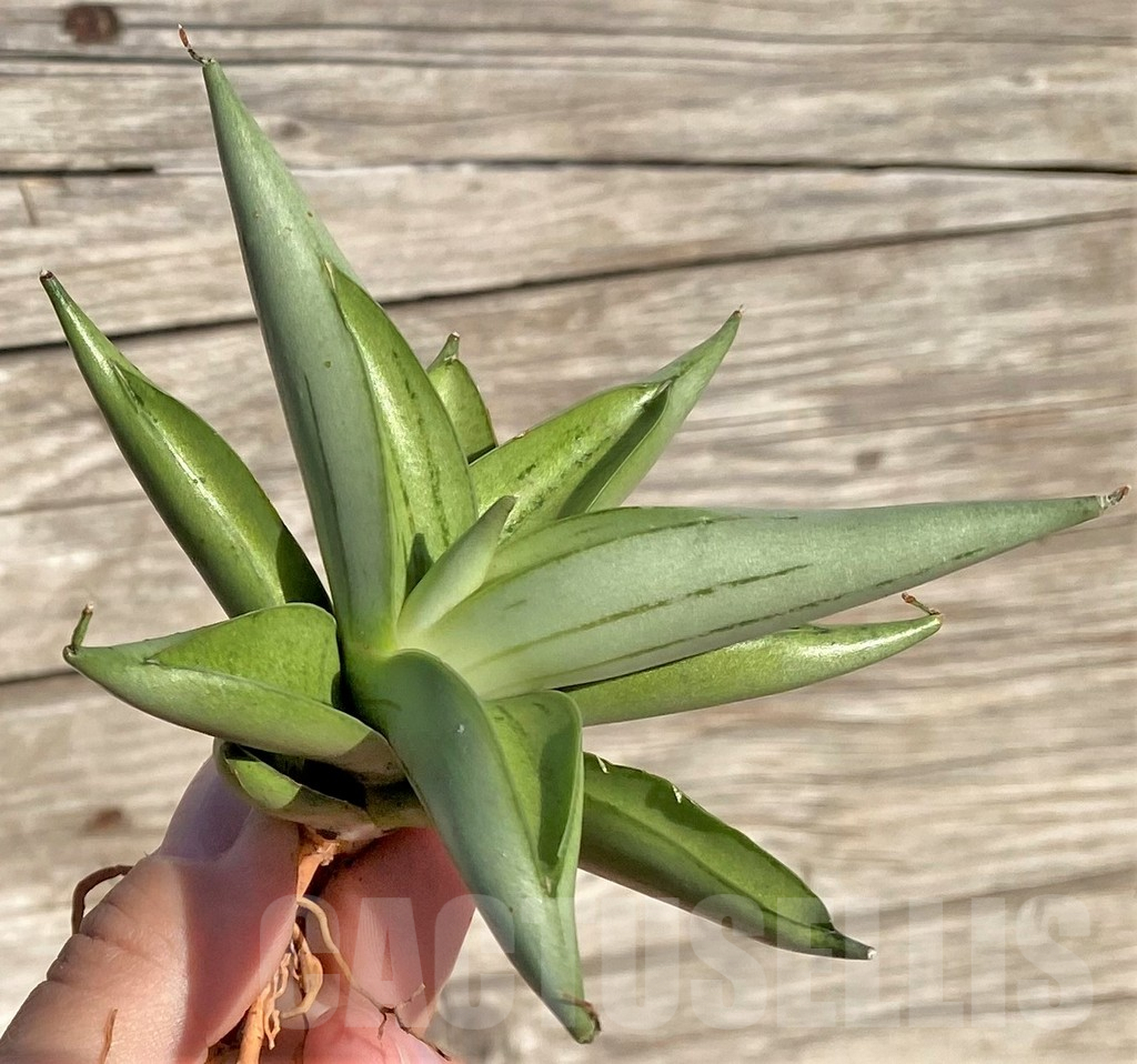 SHPR35295 Sansevieria 'Chanin' – Image 4