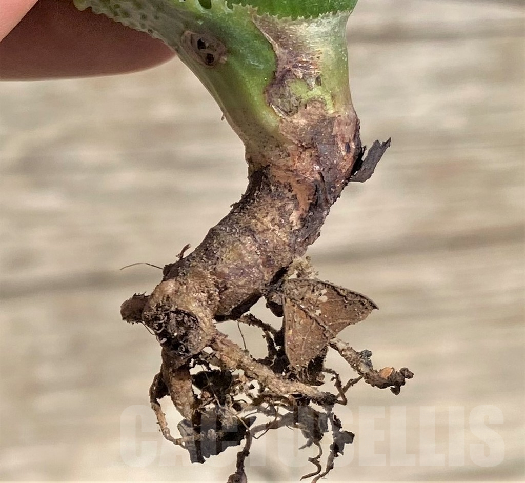 SHPR35296 Aloe TCT hybrid – Image 2