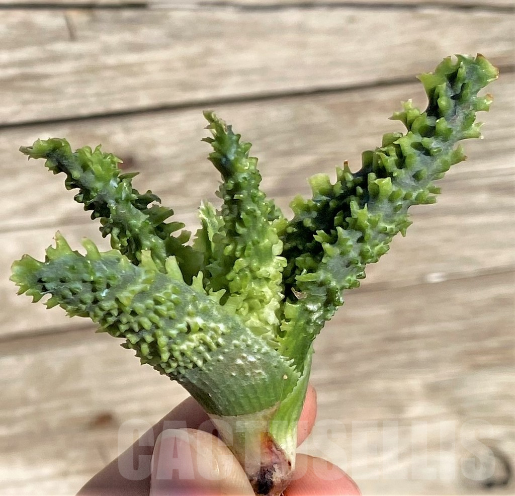 SHPR35296 Aloe TCT hybrid