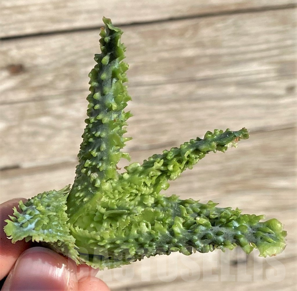 SHPR35296 Aloe TCT hybrid – Image 3