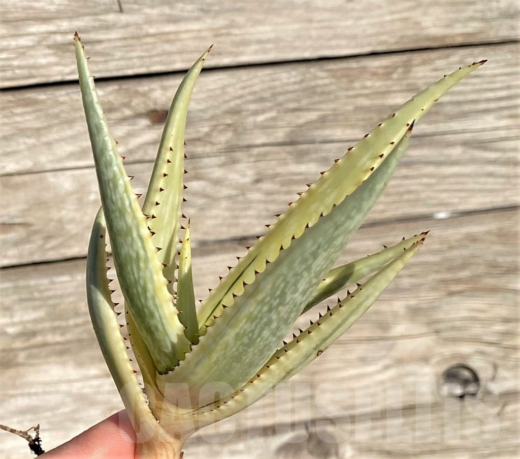 SHPR35297 Aloe somaliensis f. variegata – Image 2