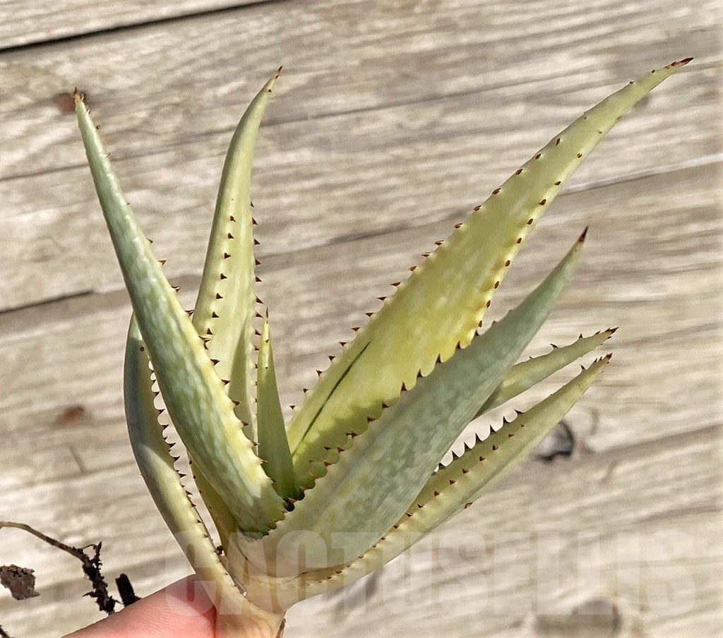 SHPR35297 Aloe somaliensis f. variegata