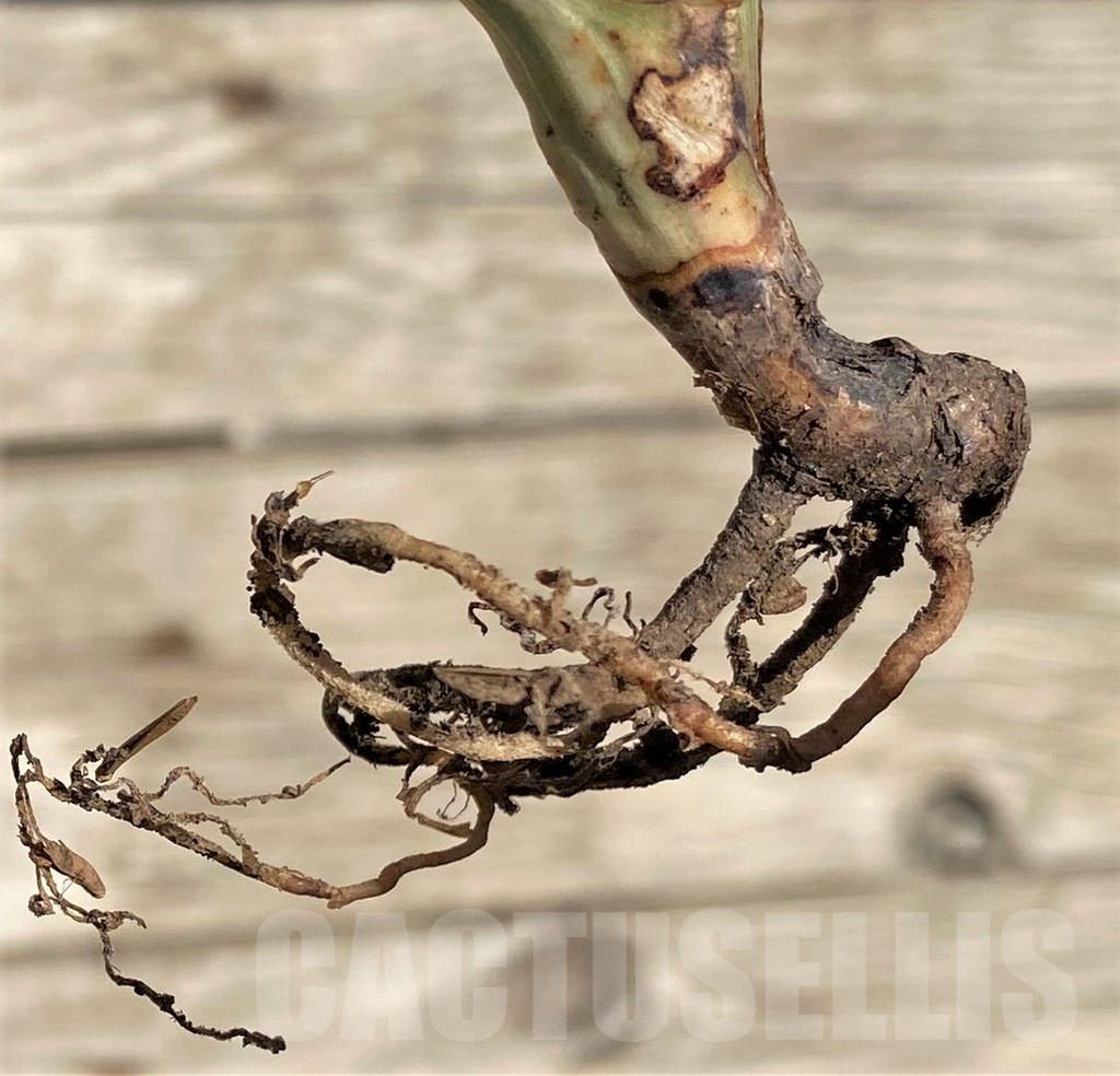 SHPR35298 Aloe somaliensis f. variegata – Image 3