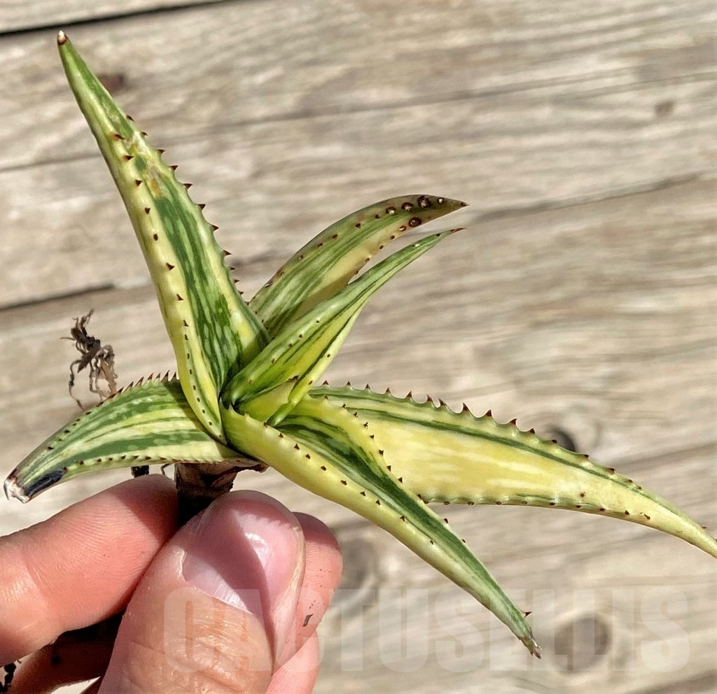 SHPR35298 Aloe somaliensis f. variegata
